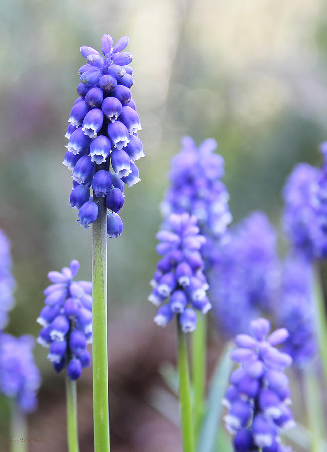 Spring Grape Hyacinth Flowers Photograph by Jennie Marie Schell