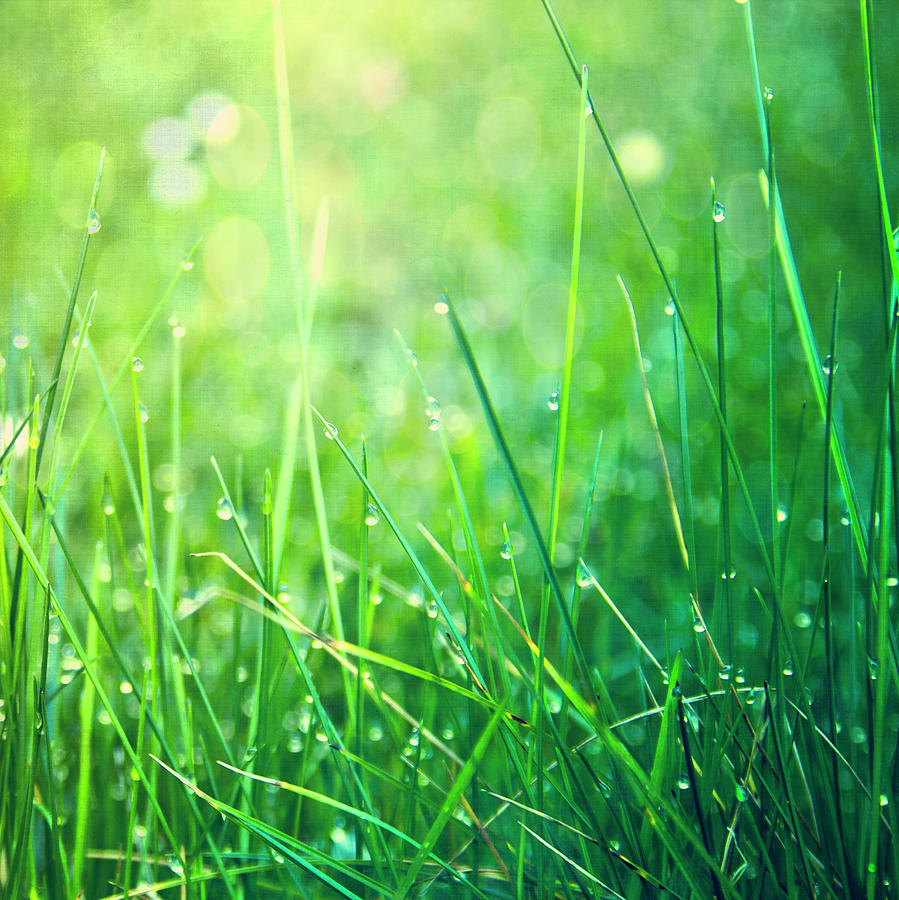 Spring Green Grass by Dirk Wüstenhagen Imagery