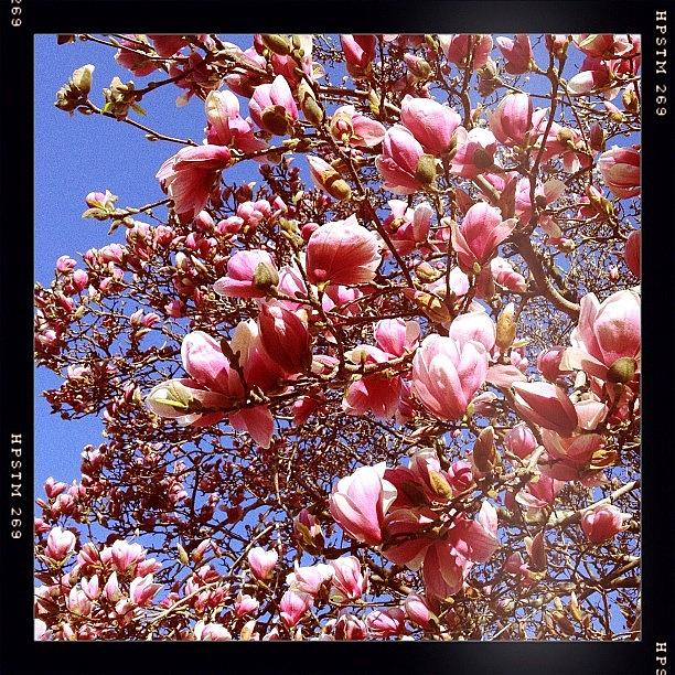 Spring Photograph - #spring Has Sprung! by Bonnie Natko