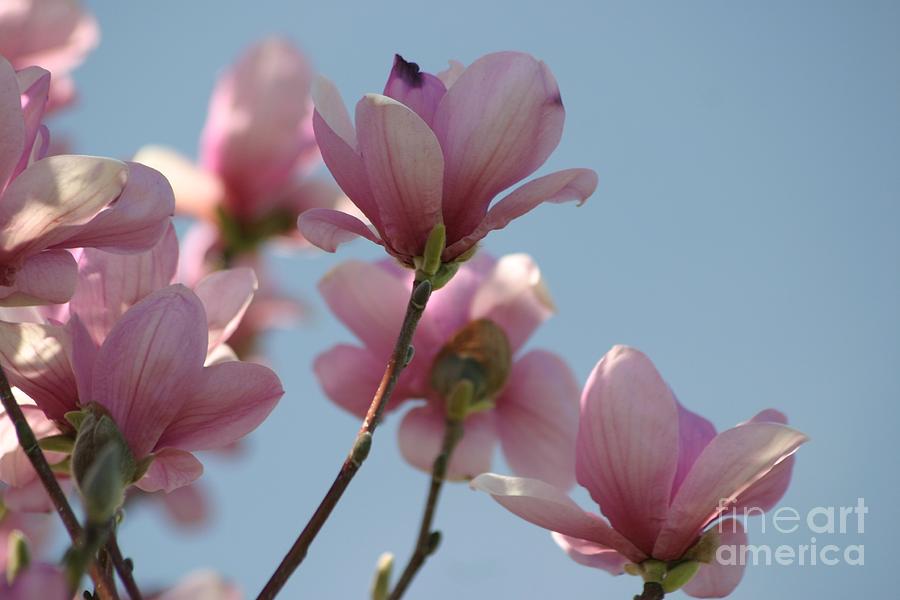 Magnolia Movie Photograph - Spring Has Sprung by Living Color Photography Lorraine Lynch