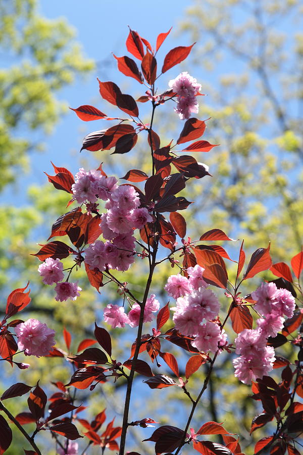 Spring I Photograph by Heidi Horowitz Spring I Photograph by Heidi Horowitz