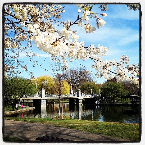Spring In Boston Common Photograph by Mike Morper