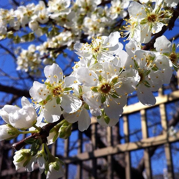 Unfiltered Photograph - Spring In Brooklyn! by Deirdre Mars