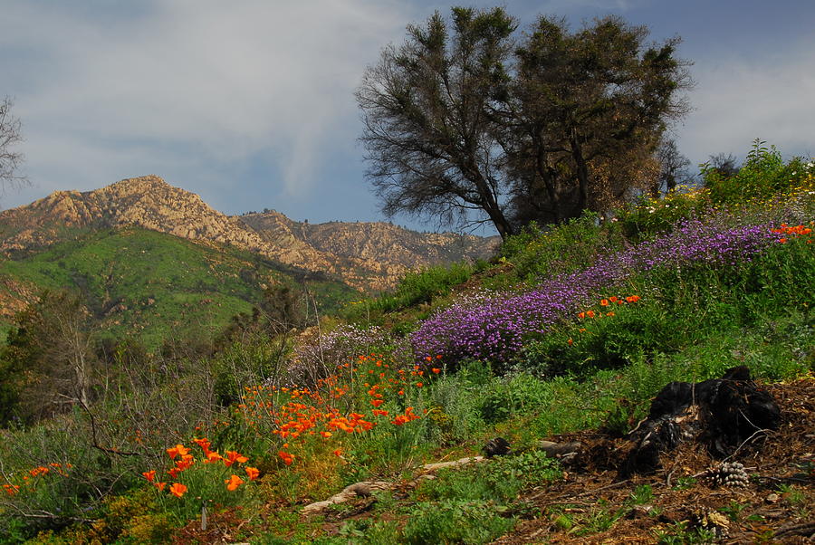 Spring in Santa Barbara Photograph by Lynn Bauer
