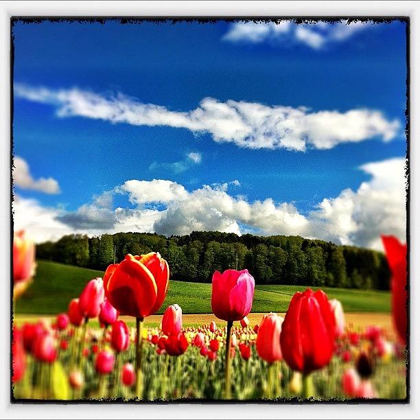Spring Photograph - Spring In Switzerland by Urs Steiner