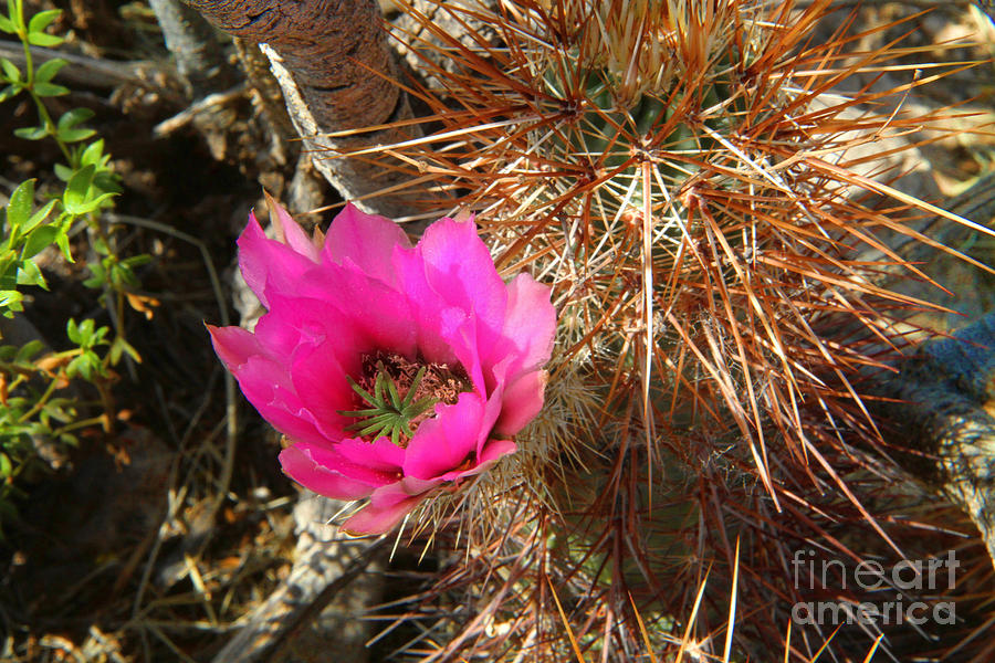 Spring in the Desert Photograph by Edward R Wisell