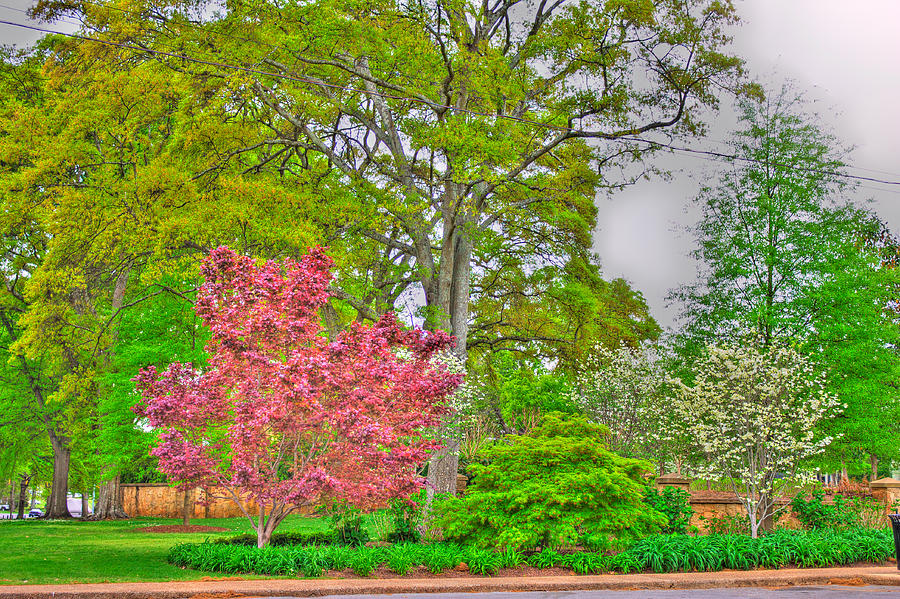 Spring Photograph - Spring In The Park by Bobby Martin