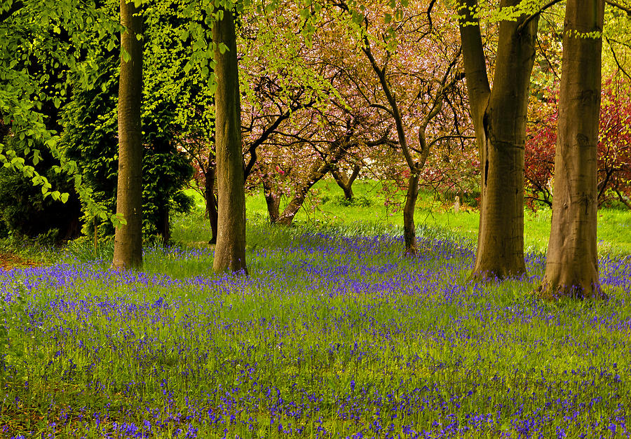 Spring in the Woods Photograph by Trevor Kersley - Pixels