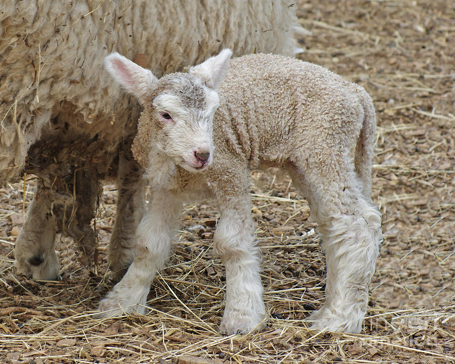 Spring Lamb Photograph by Margie Avellino