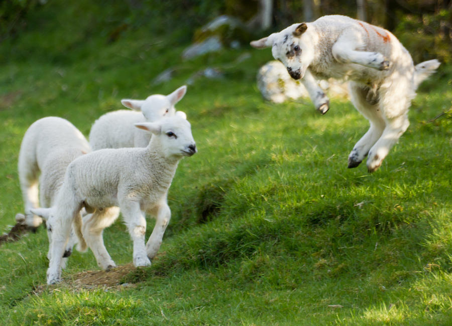 Spring Photograph - Spring Lambs Springing by Ian Hufton