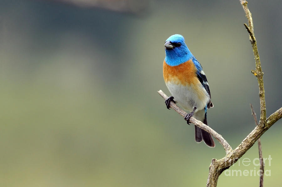 Spring Lazuli Bunting Photograph by Laura Mountainspring