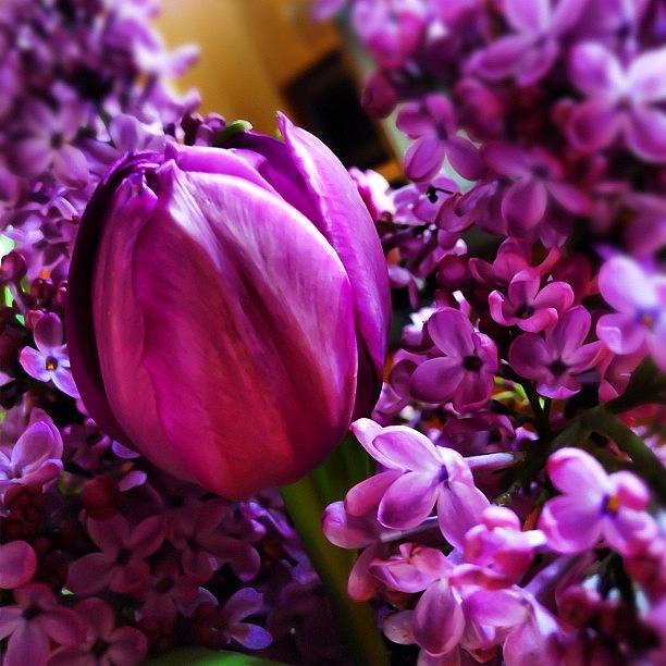 Tulip Photograph - #spring #lilacs #tulips by Yoni Mayeri