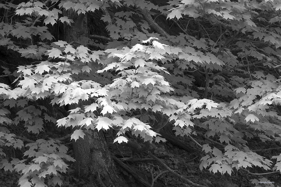 Spring Maple Photograph by Ron Jones