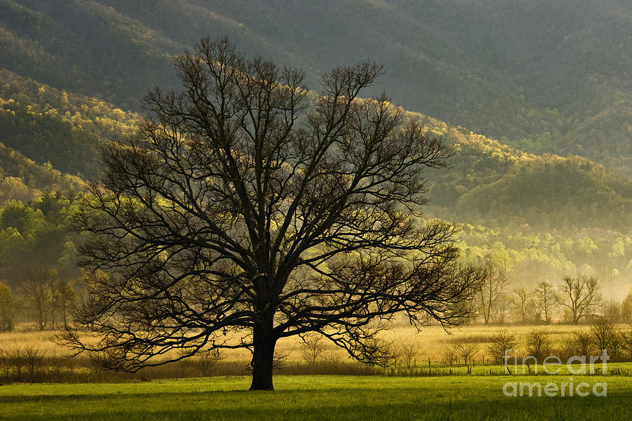 Spring Photograph - Spring Morning in Cades Cove - D003803a by Daniel Dempster