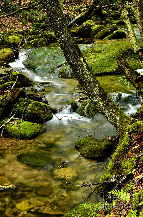 Spring Mountain Stream Photograph
