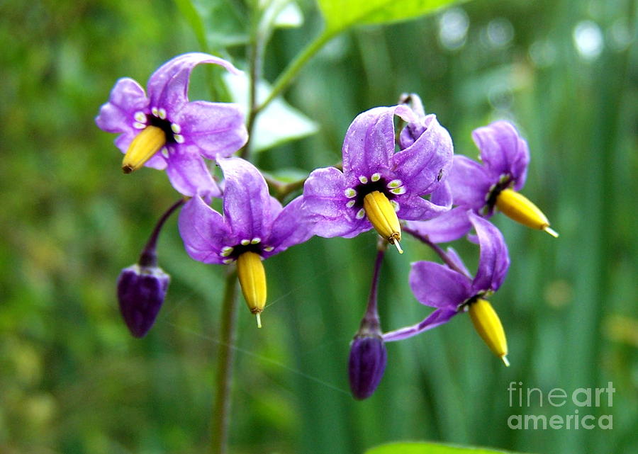 Spring Nightshade Photograph by KD Johnson