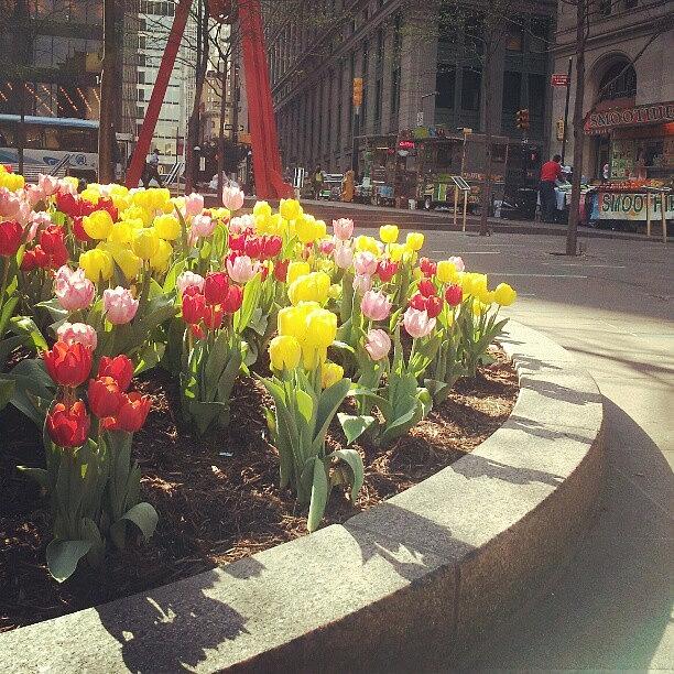 Spring Photograph - #spring, #nyc, #newyork, #instagram by Ashok Mani