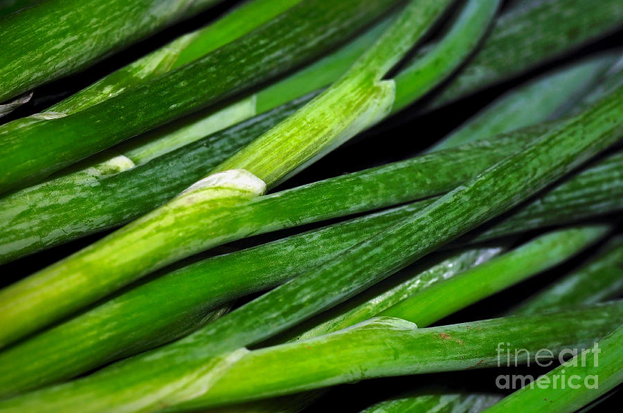 Vegetable Photograph - Spring Onions 2 by Kaye Menner