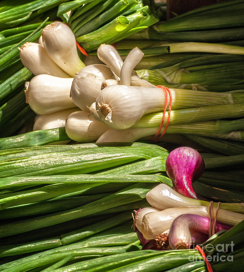 Spring Onions Photograph by Jim Moore