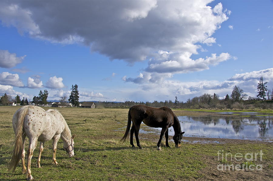 Spring Pasture Photograph by Sean Griffin