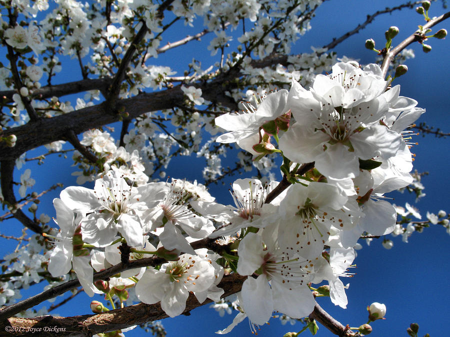 Flower Photograph - Spring Pear Blossoms 2012 by Joyce Dickens