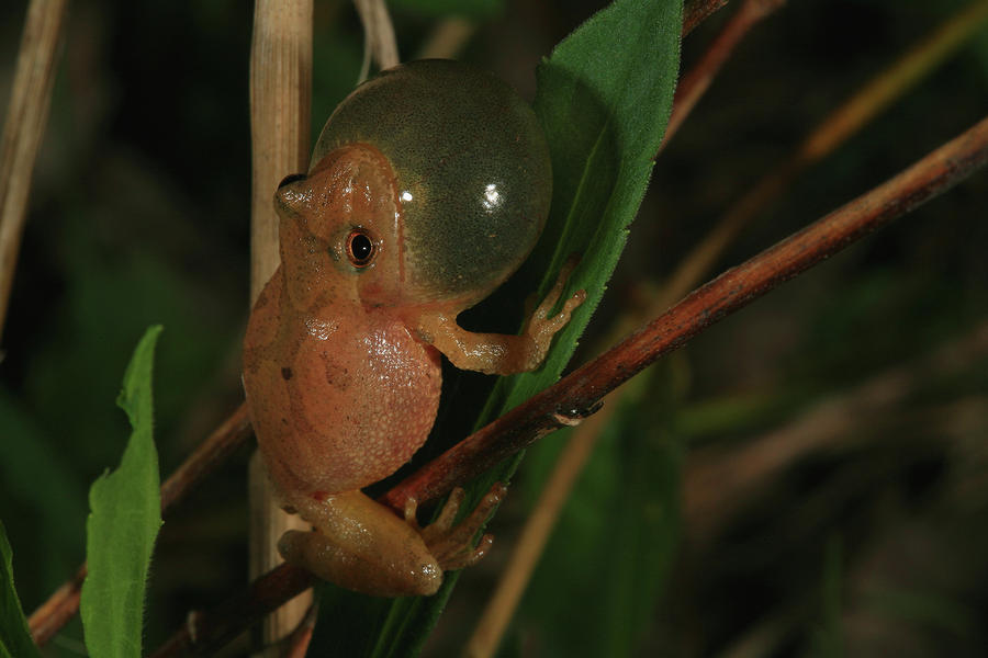 Spring Peeper Photograph by Bruce J Robinson