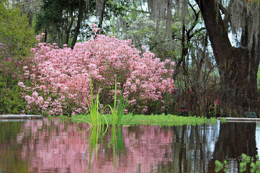 Spring Pink Photograph by Suzanne Gaff