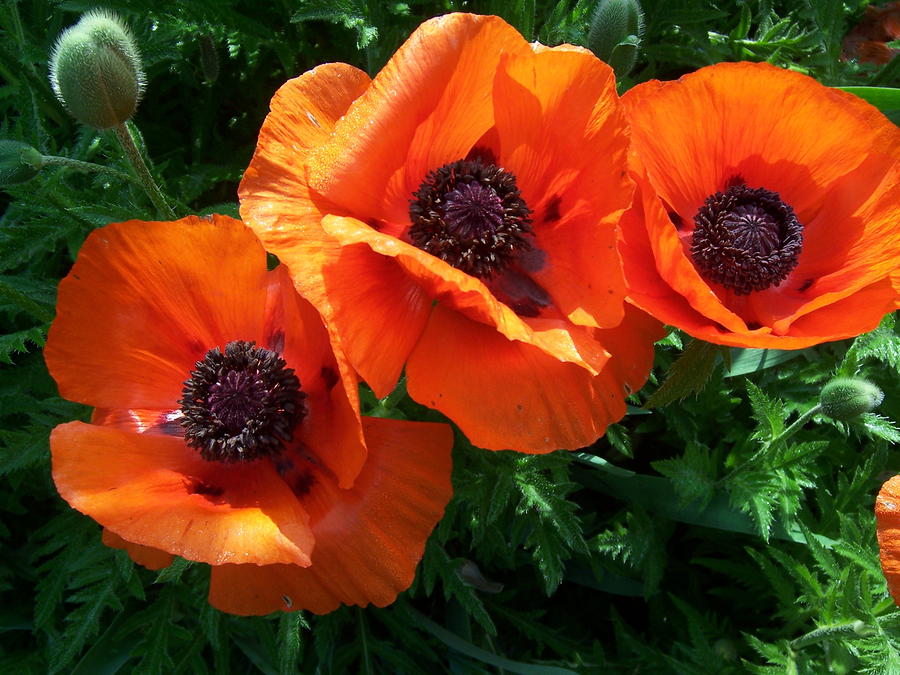 Spring Poppies by Andrew Jagniecki