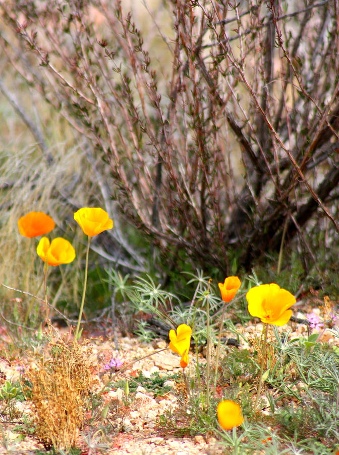 Spring Poppies Photograph by Kim Galluzzo