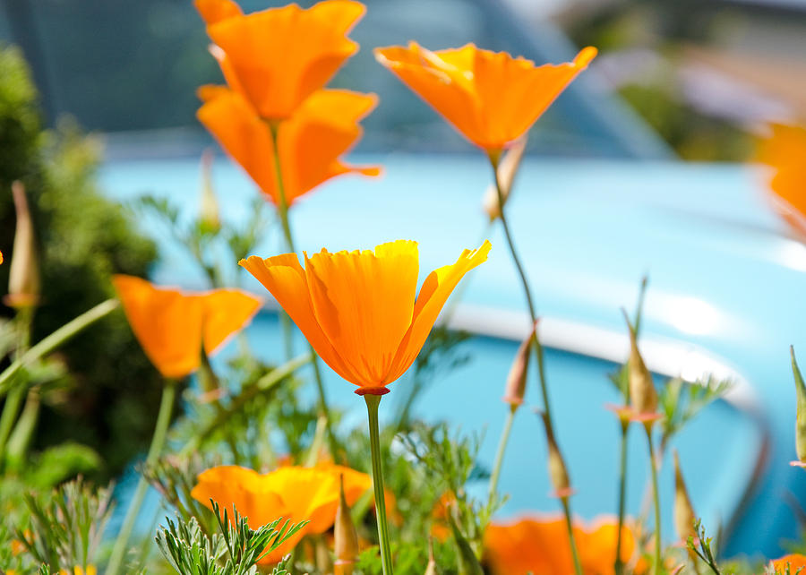 Spring Poppies Photograph by Margaret Pitcher