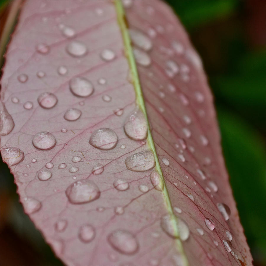 Spring Raindrops Photograph by Bill Owen