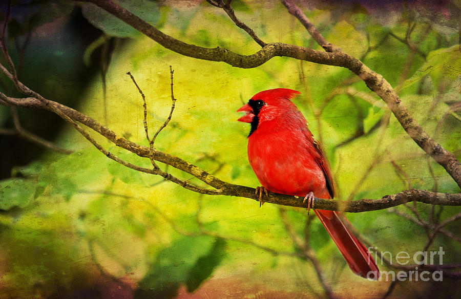 Animal Photograph - Spring Red Bird by Darren Fisher