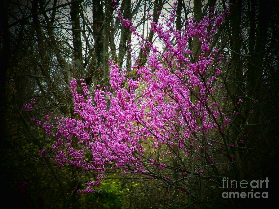 Spring Redbuds Photograph by Joyce Kimble Smith
