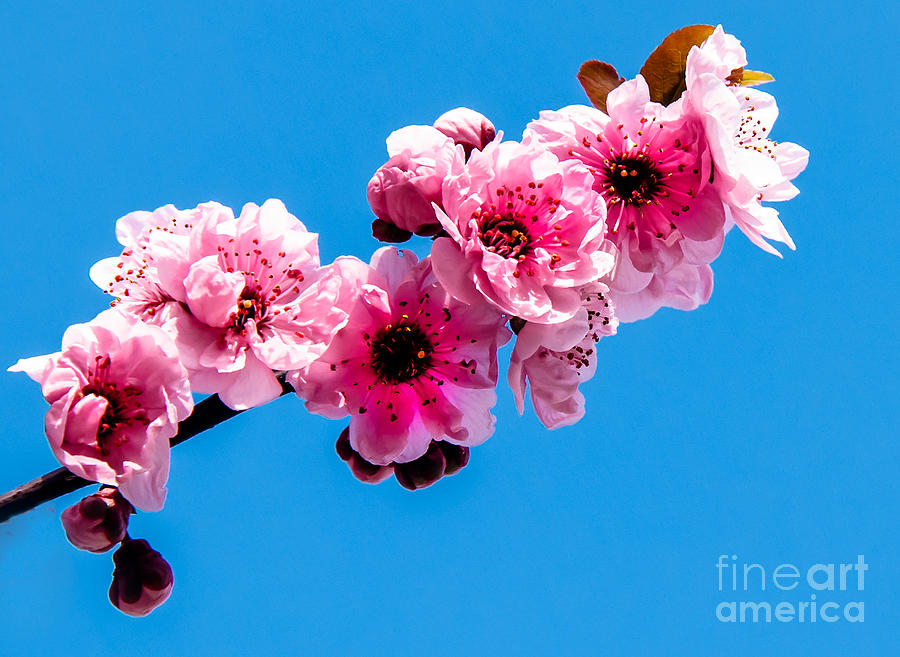 Inspirational Photograph - Spring by Robert Bales