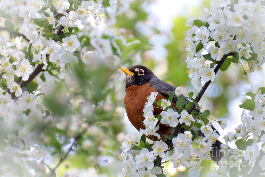 Spring Robin Photograph By Denny Beck Fine Art America