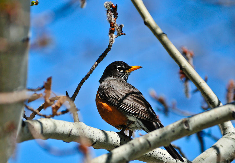 Spring Robin Photograph by Greg Norrell