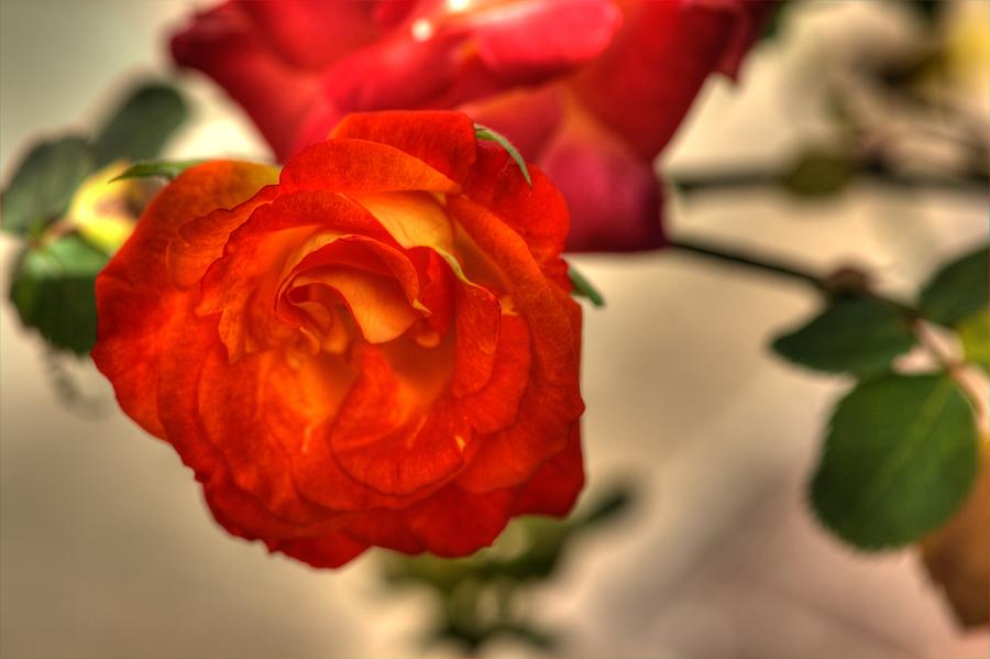 Flower Photograph - Spring Rose by Barry Jones