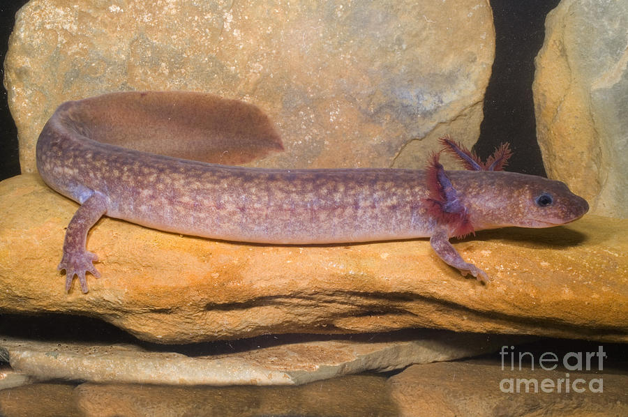 Spring Salamander Photograph by Dante Fenolio