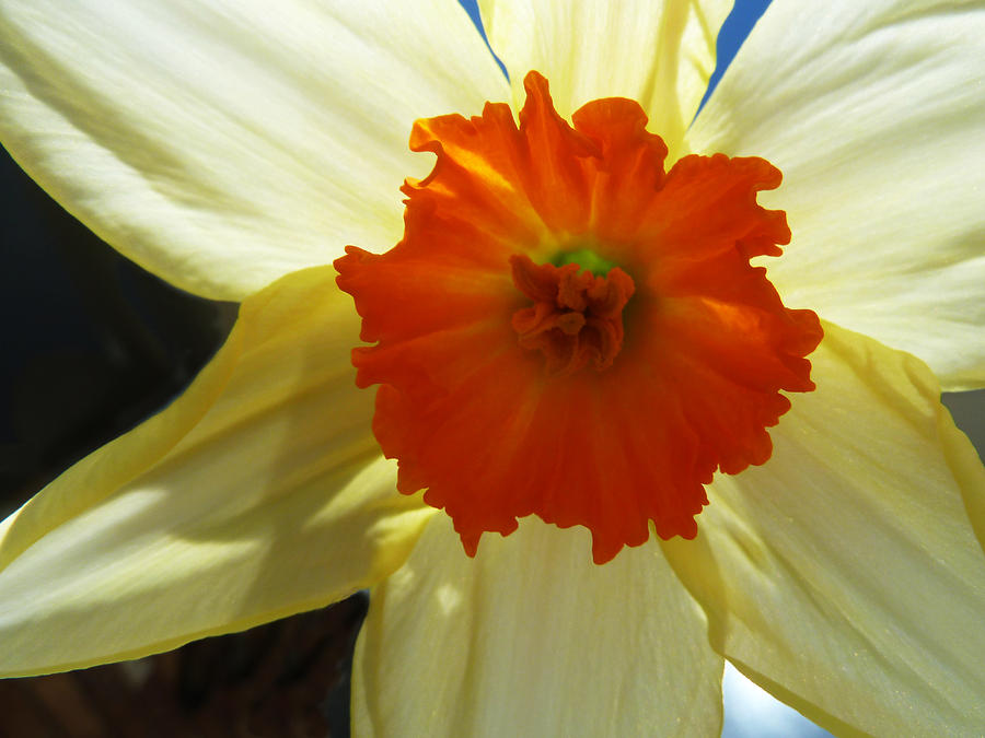 Spring Photograph - Spring Shines Brightly by Steve Taylor