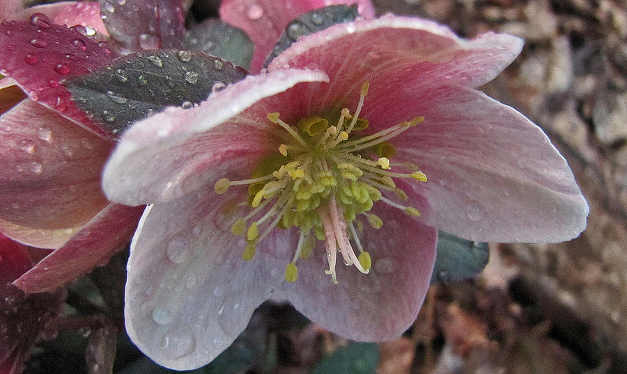 Spring Photograph - Spring Showers by Elisia Cosentino Spring Photograph - Spring Showers by Elisia Cosentino
