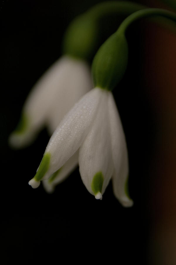 Spring Snowflake Photograph by Margaret Denny