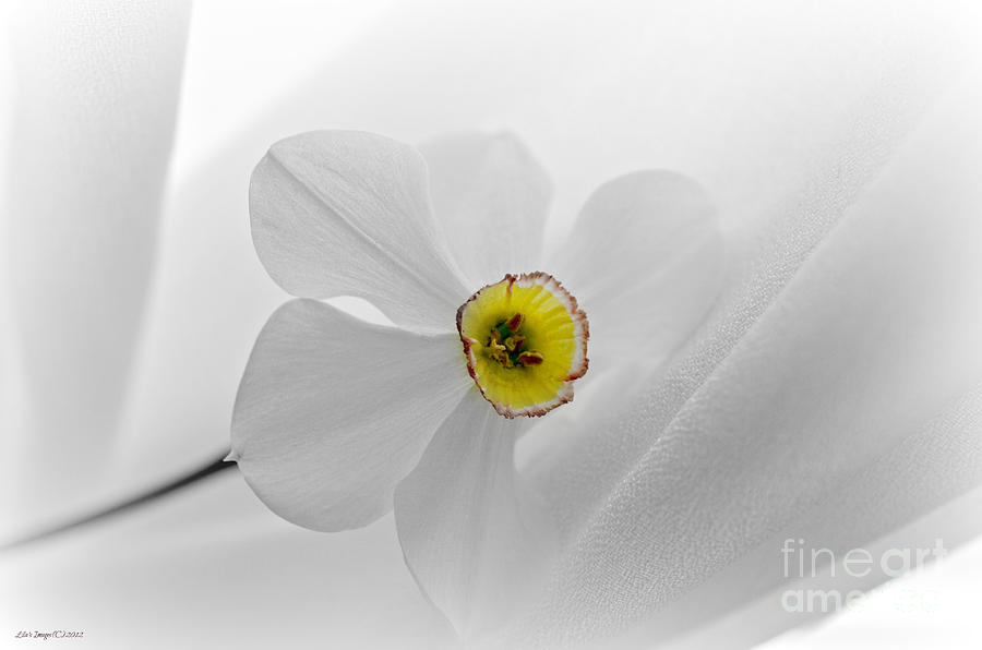 Spring Softness Photograph by Lila Fisher-Wenzel