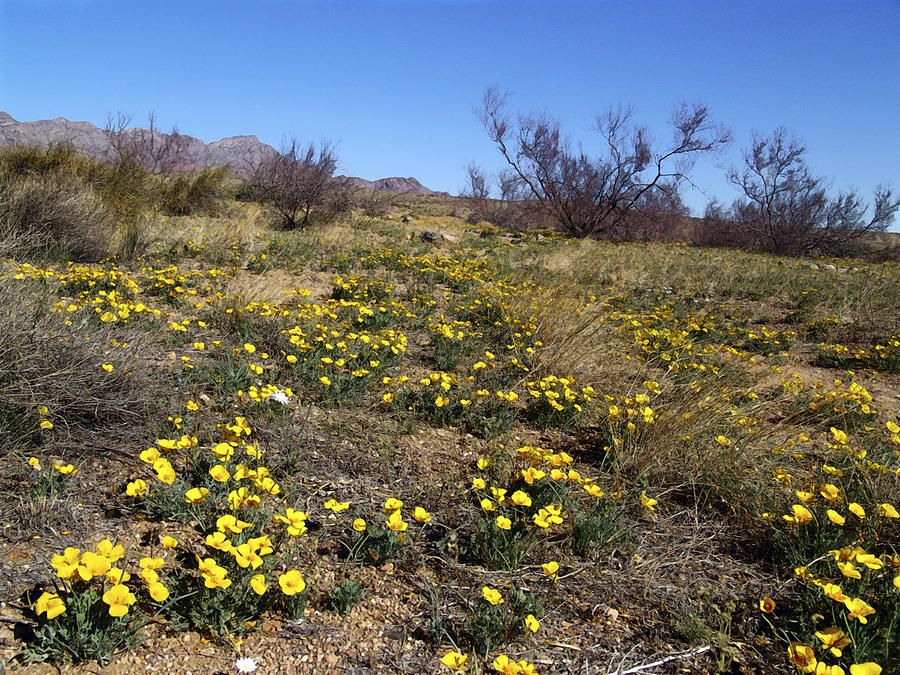 Spring Surprise Franklin Mountains Photograph by Kurt Van Wagner