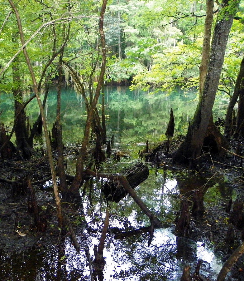 Spring Swamp Reflection Photograph by Sheri McLeroy