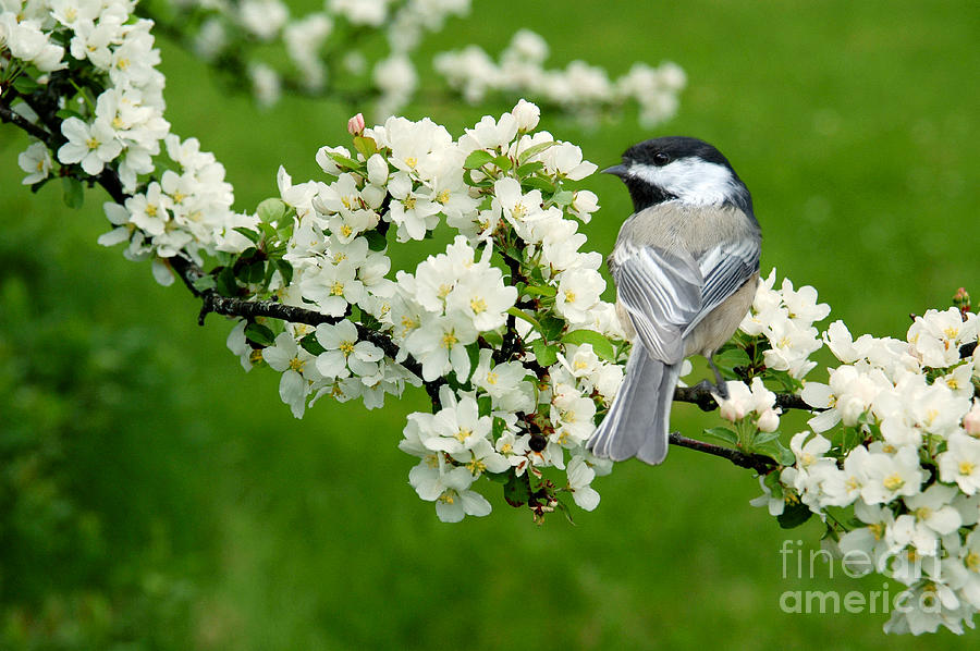 Spring Time Photograph by Alana Ranney