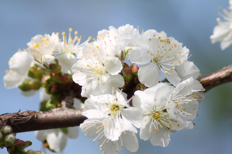 Spring time cherry blossoms Photograph by Ralph Hecht | Fine Art America