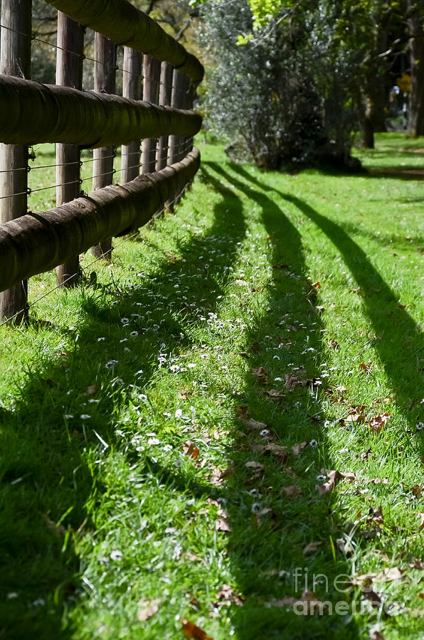 Spring time shadows Photograph by Yurix Sardinelly