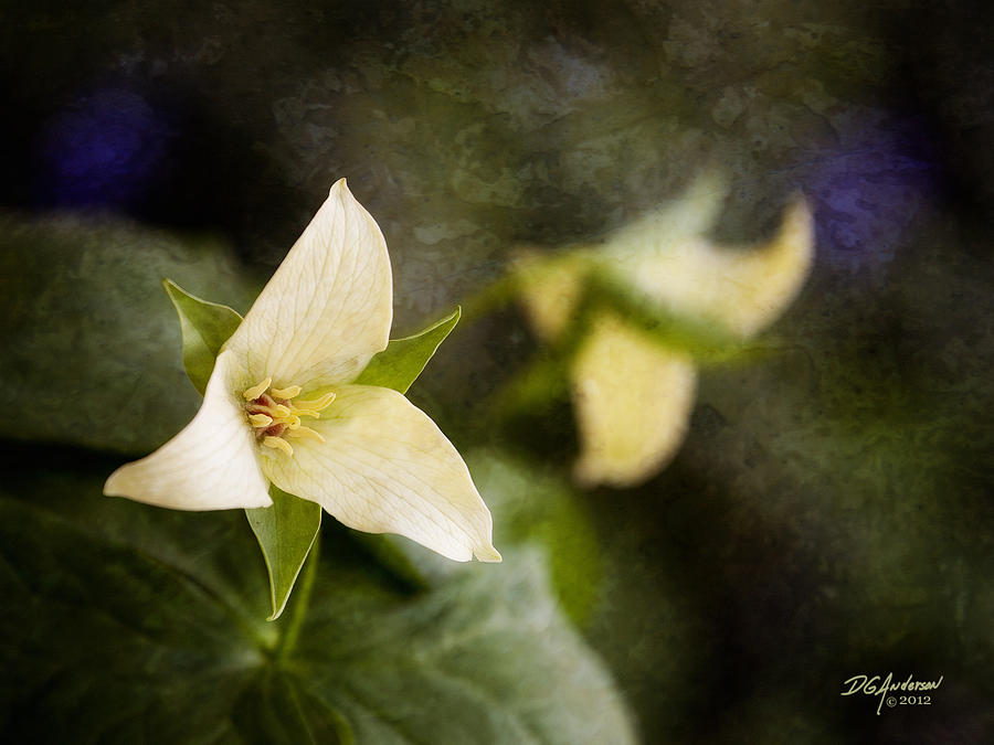 Spring Trillium Photograph by Don Anderson