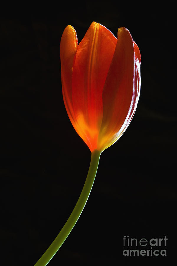 Spring Tulip - D007917 Photograph by Daniel Dempster