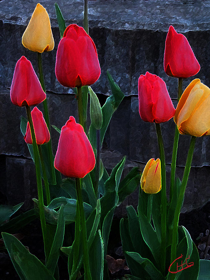 Spring Tulip Family  Photograph by Colette V Hera Guggenheim